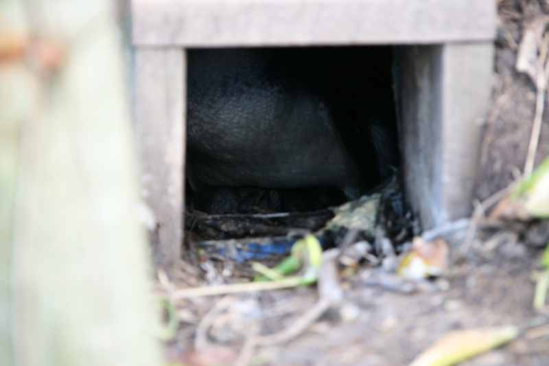 Nieuw-Zeeland 2011 - 2000